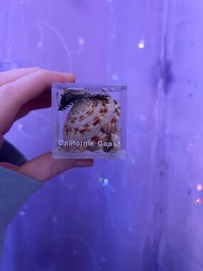 Shell Resin Cube Souvenir - Brown
